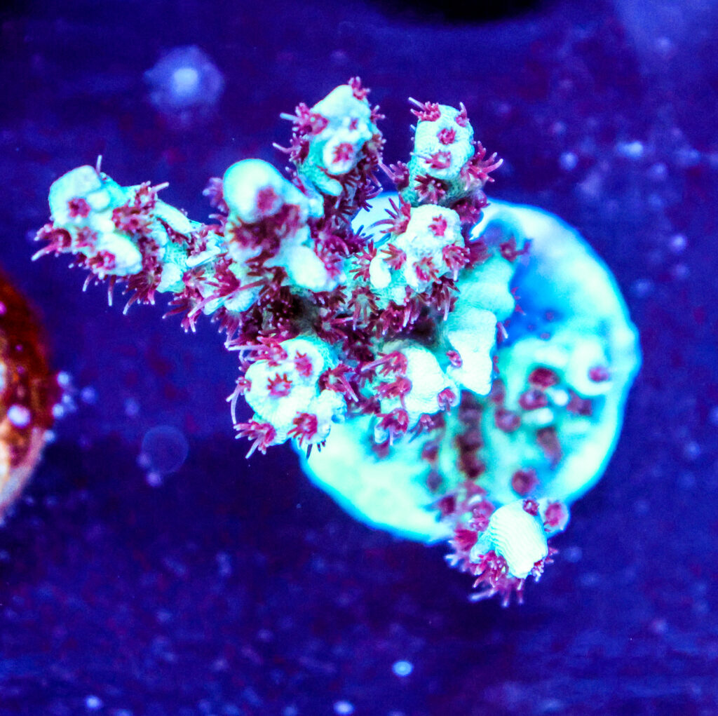 Frag Box Corals