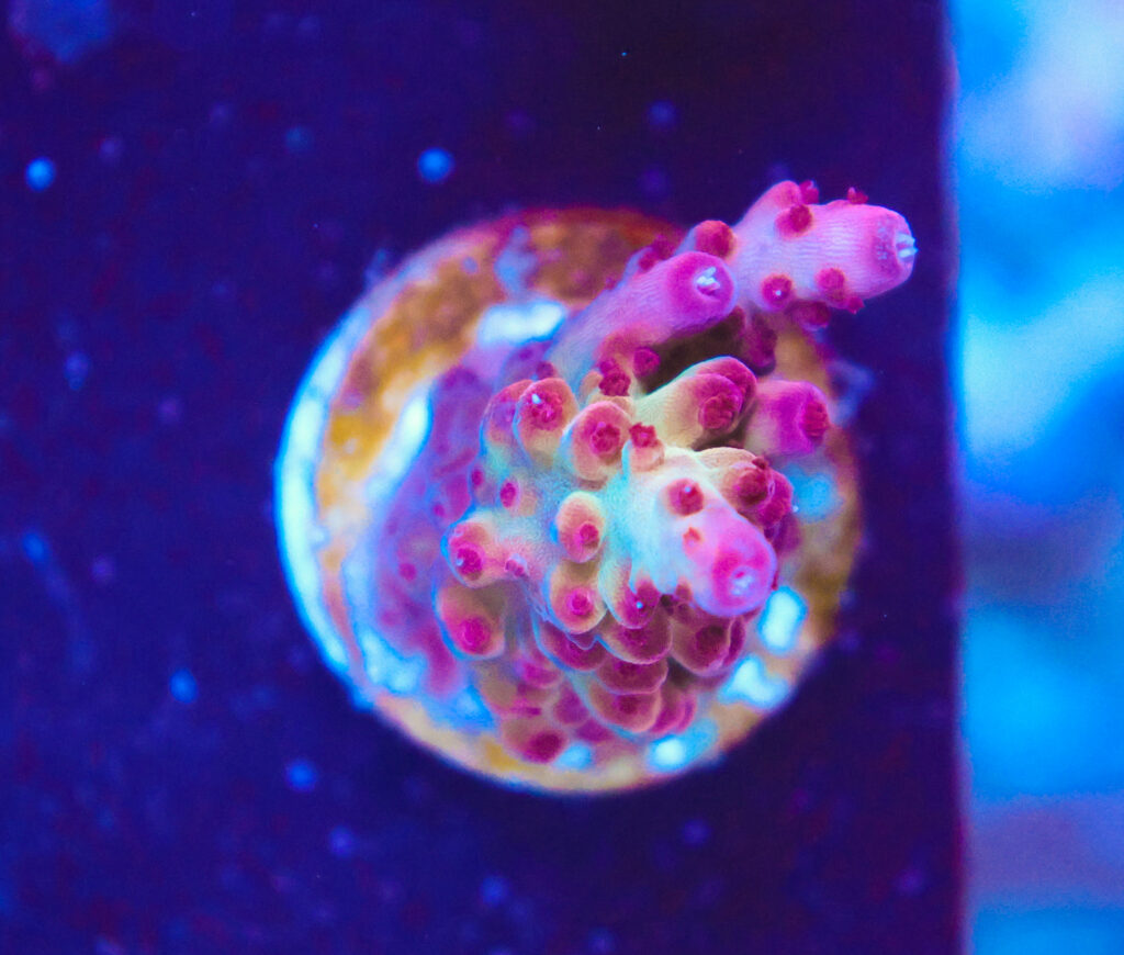 Frag Box Corals