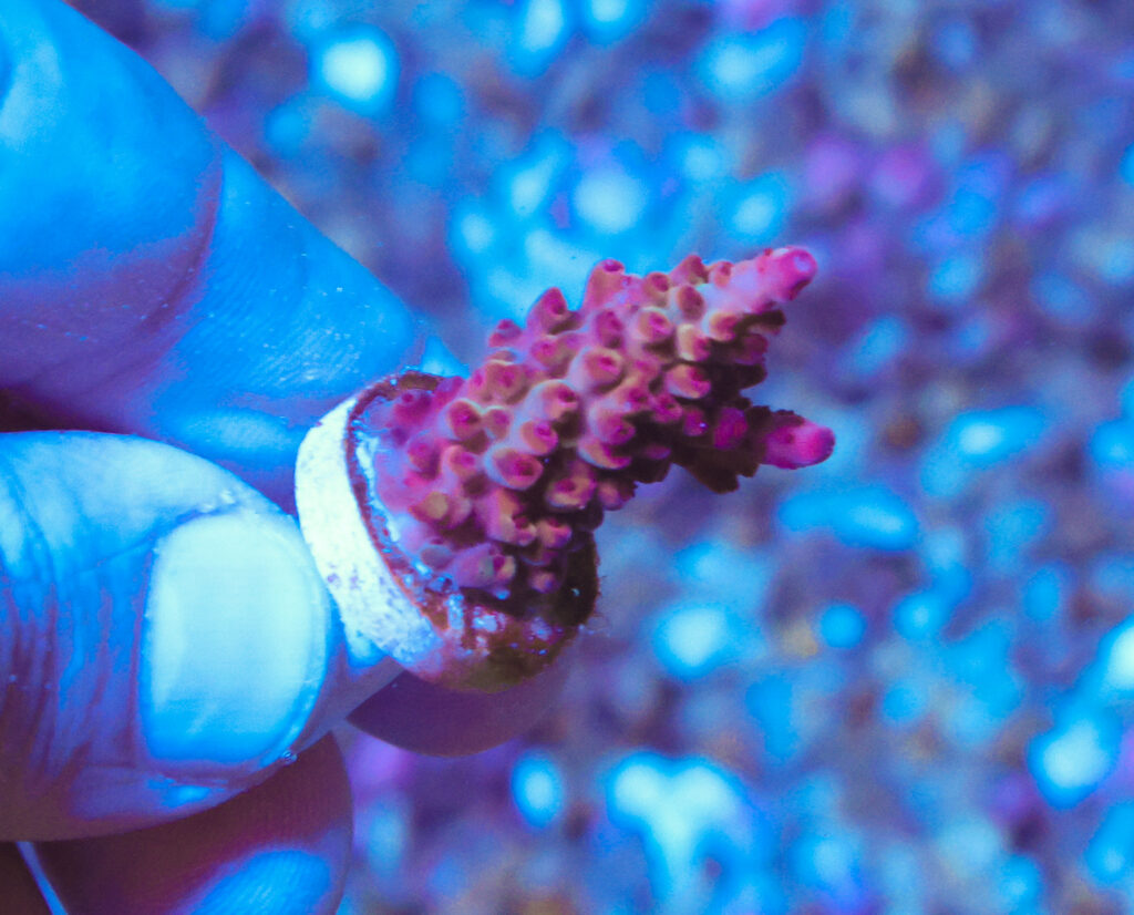 Frag Box Corals