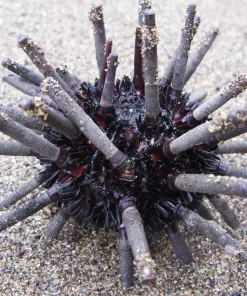 Pencil Urchin