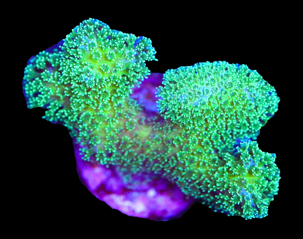 Frag Box Corals