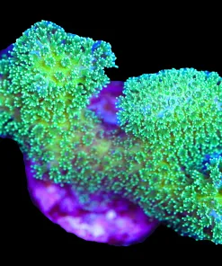 Electric Pocillipora Frag (A7)