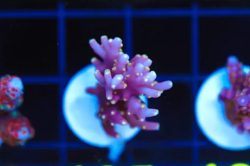 Frag Box Corals