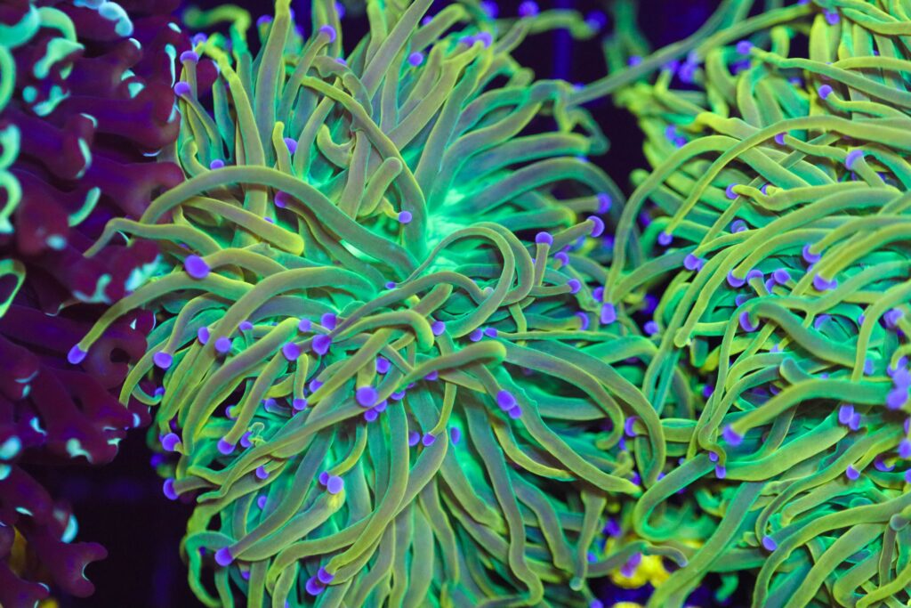 Frag Box Corals