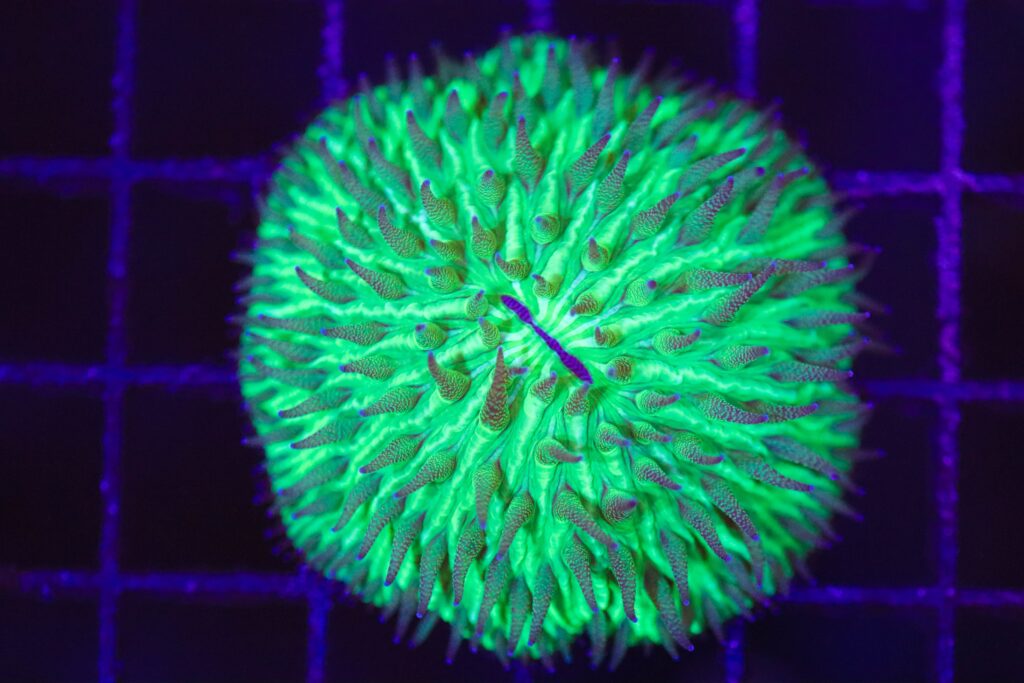 Frag Box Corals