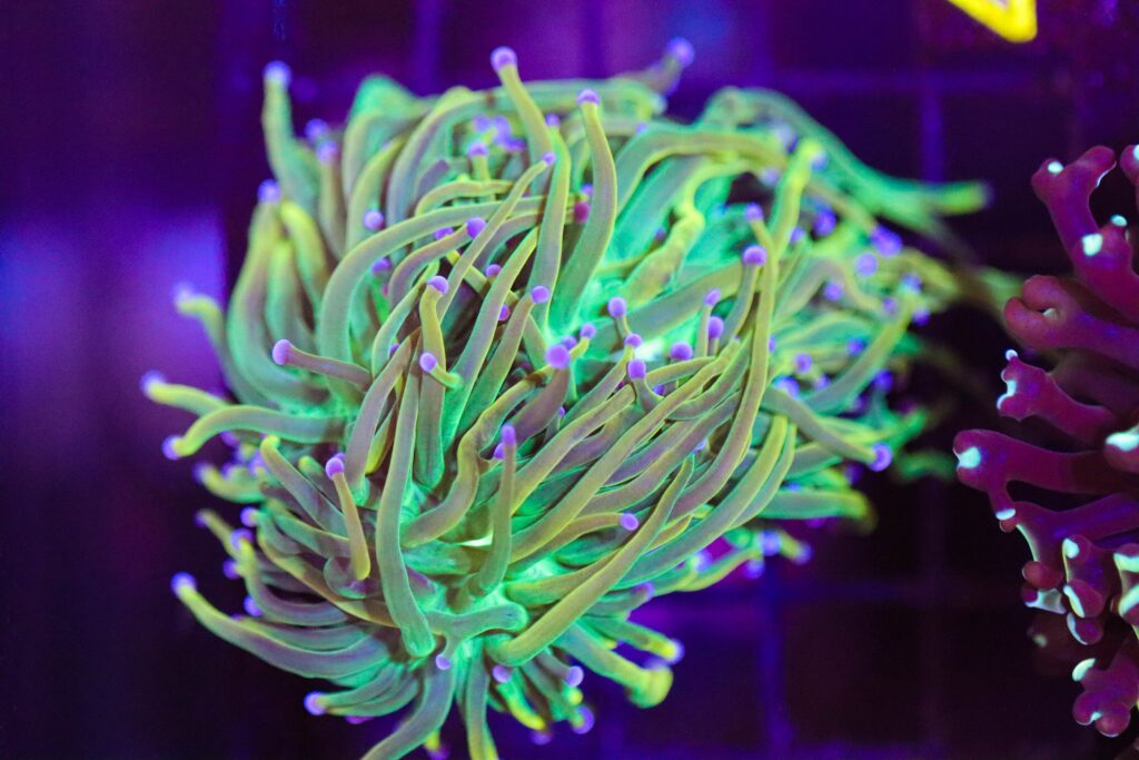 Frag Box Corals