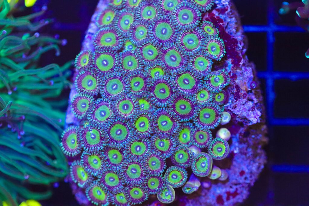 Frag Box Corals