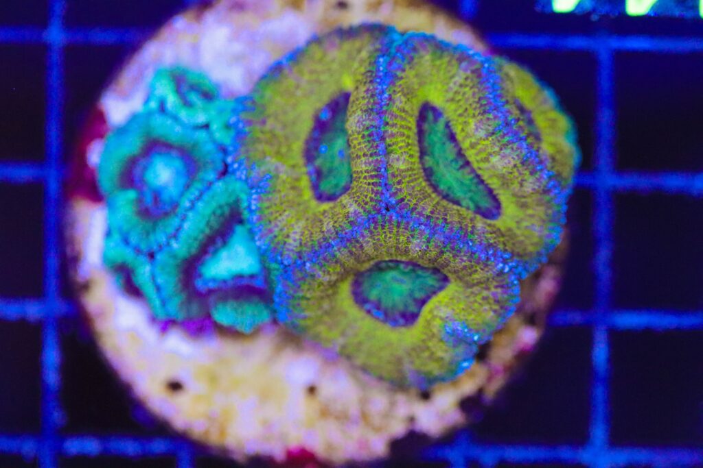Frag Box Corals