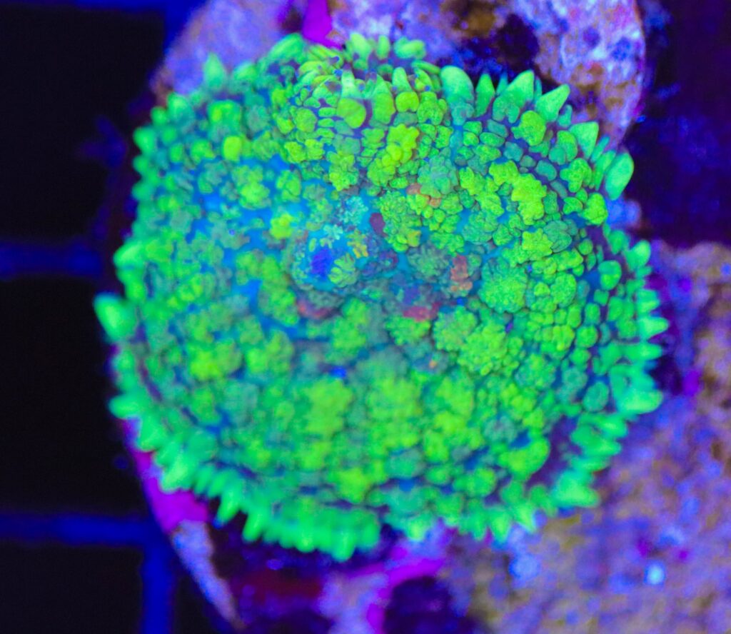 Frag Box Corals