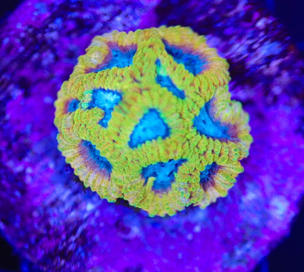Frag Box Corals