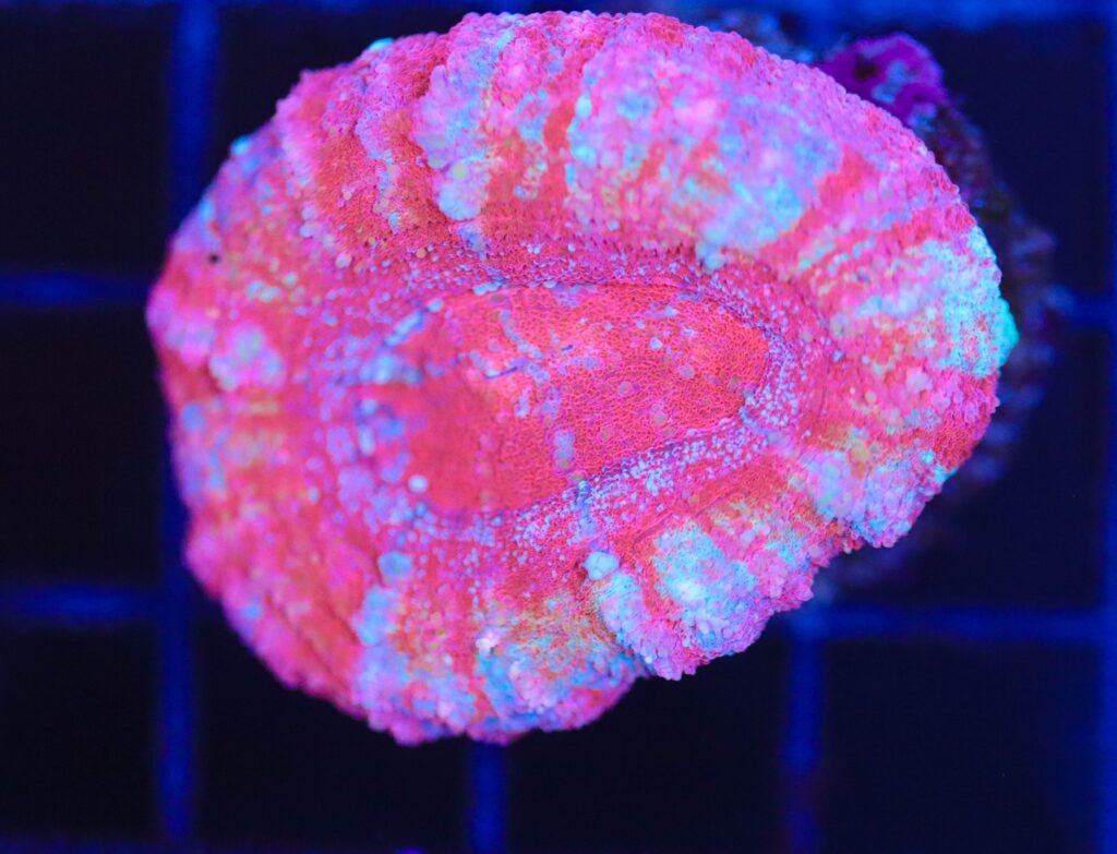 Frag Box Corals