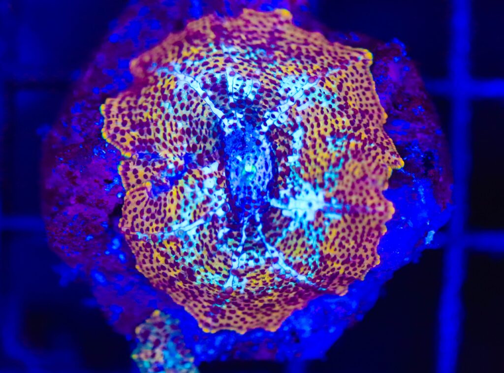 Frag Box Corals
