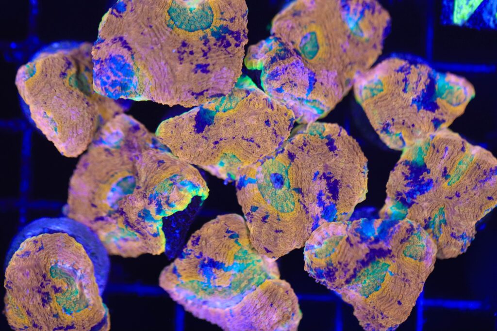 Frag Box Corals