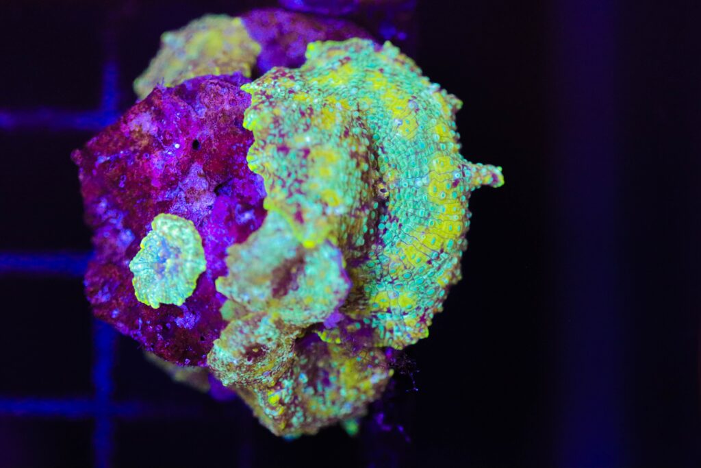 Frag Box Corals