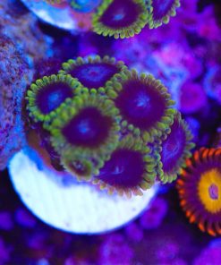 Honeypot Zoanthid