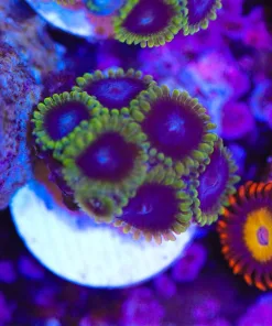Honeypot Zoanthid