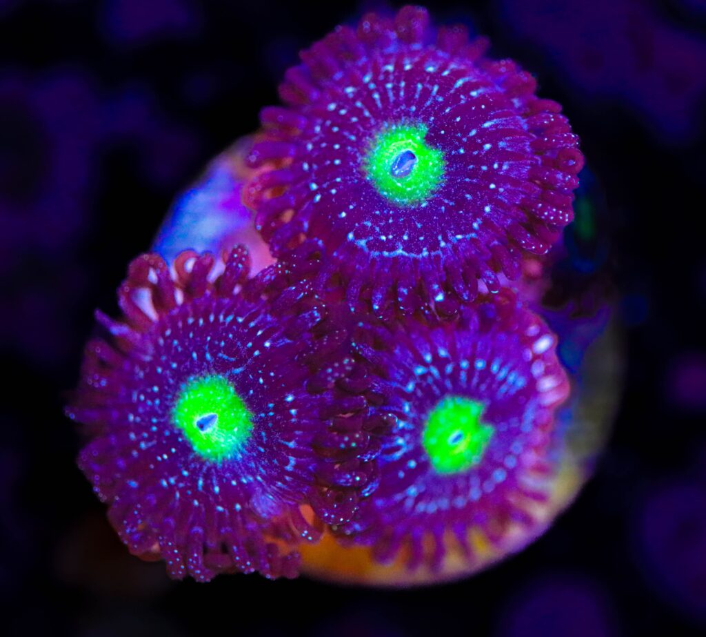 Frag Box Corals