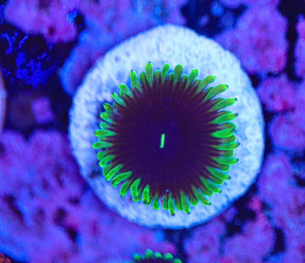 Frag Box Corals