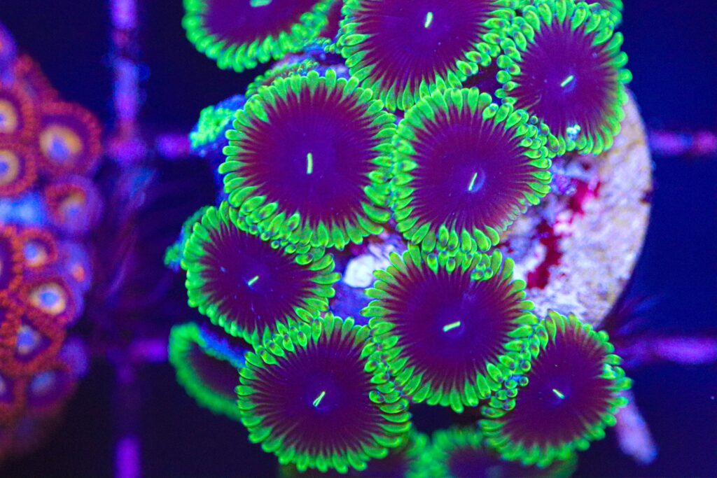 Frag Box Corals