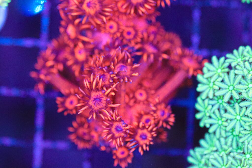 Frag Box Corals