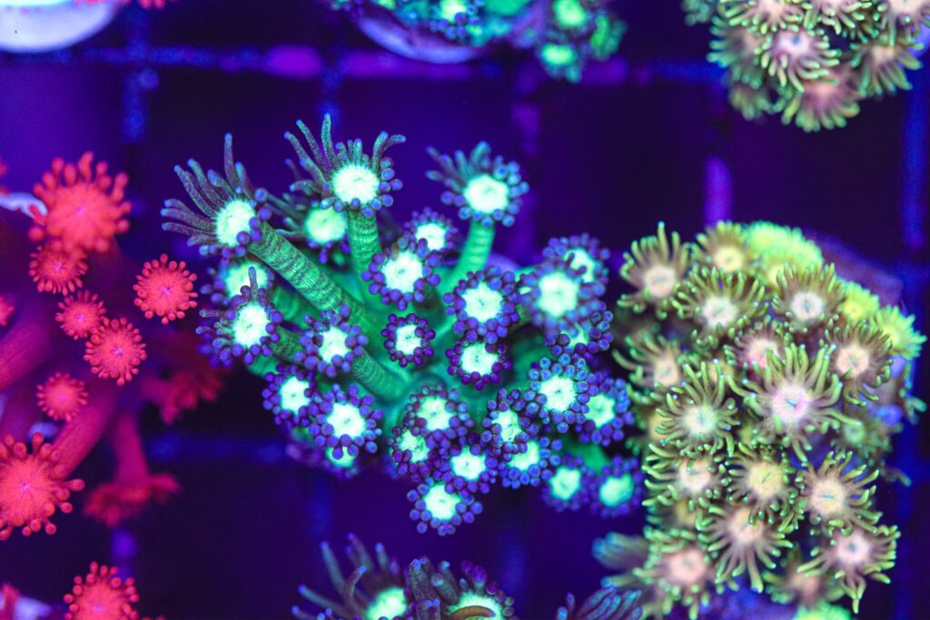Frag Box Corals