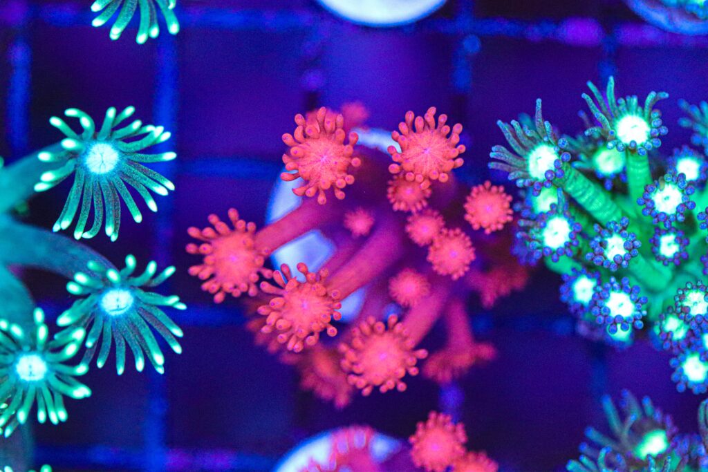 Frag Box Corals