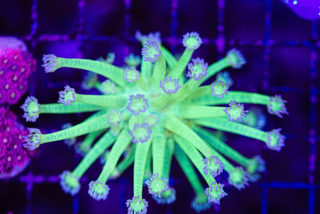 Frag Box Corals