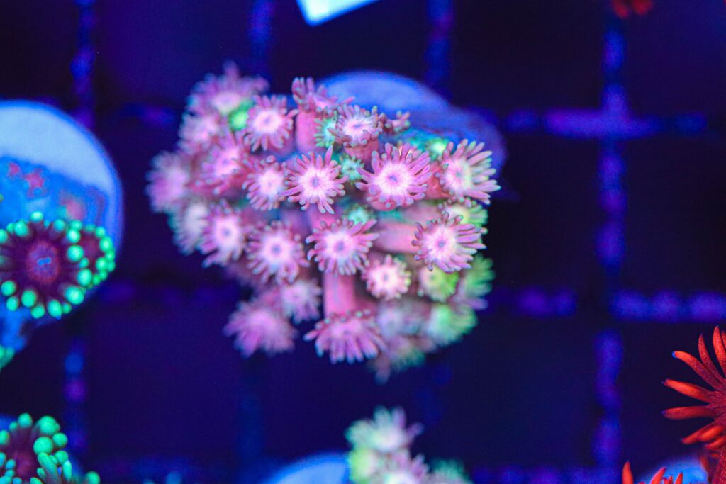 Frag Box Corals