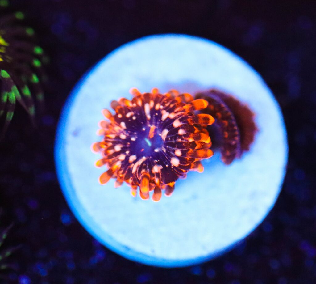 Frag Box Corals