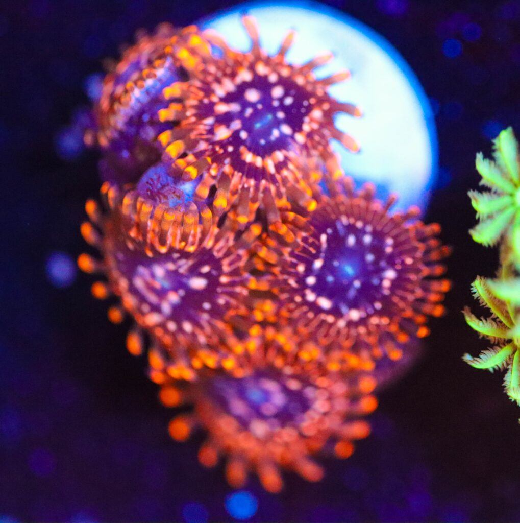 Frag Box Corals