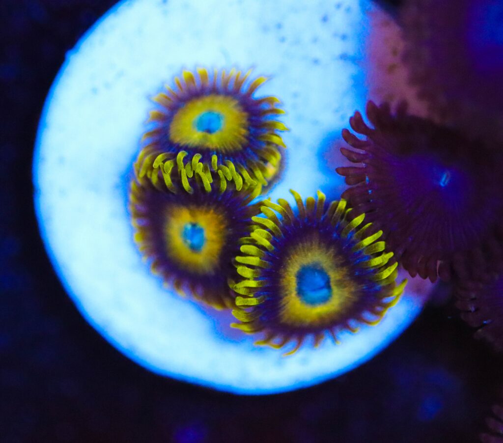 Frag Box Corals