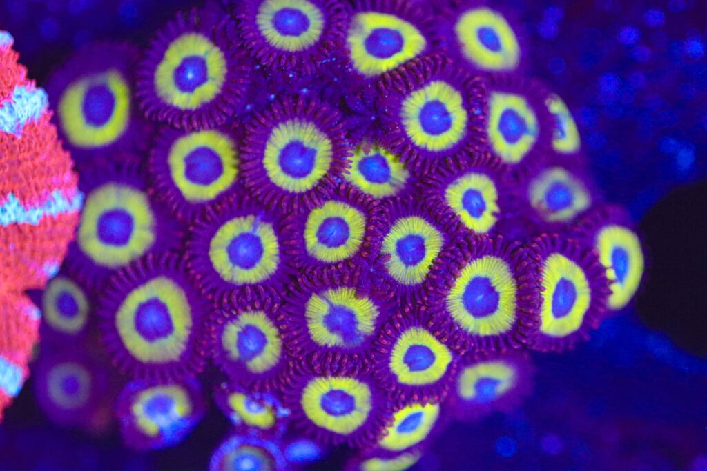 Frag Box Corals