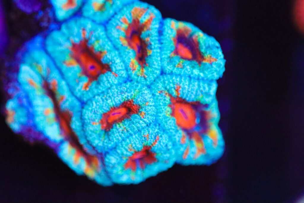 Frag Box Corals