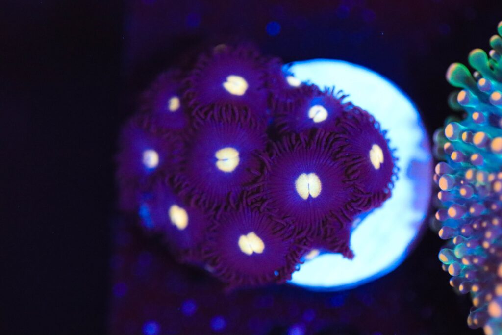 Frag Box Corals