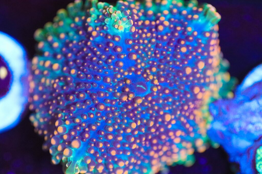 Frag Box Corals