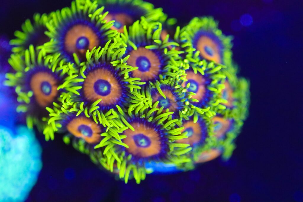 Frag Box Corals