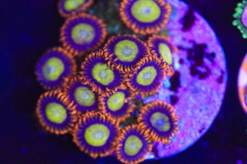 Frag Box Corals
