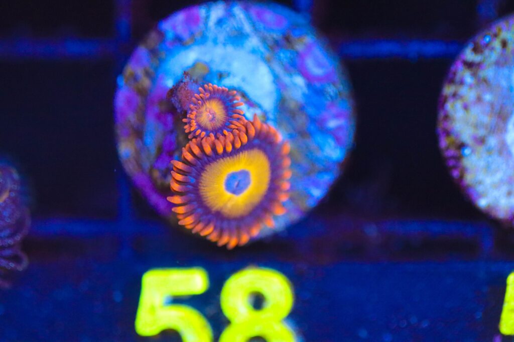 Frag Box Corals