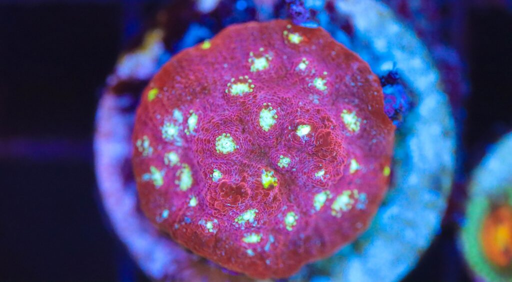 Frag Box Corals