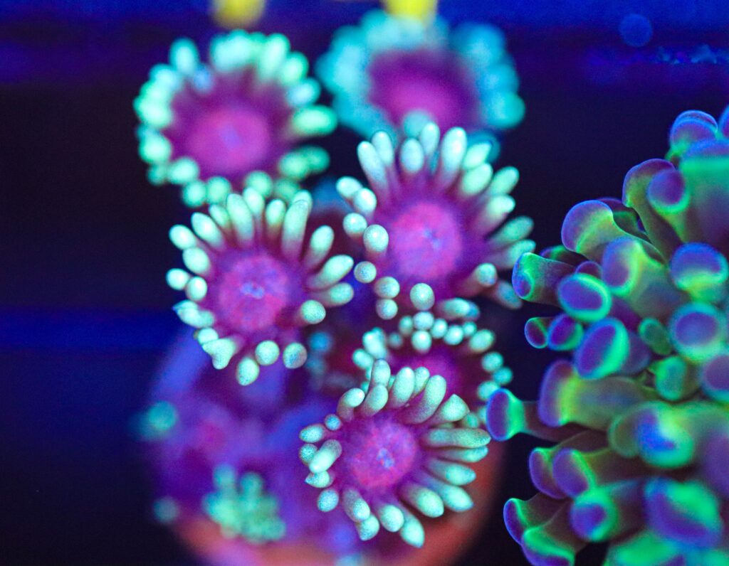 Frag Box Corals