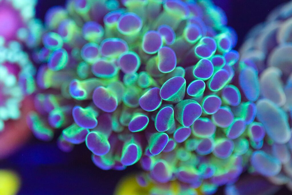 Frag Box Corals