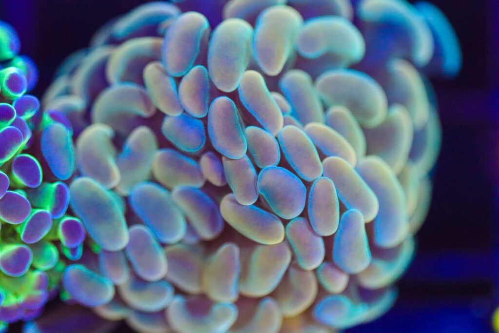 Frag Box Corals