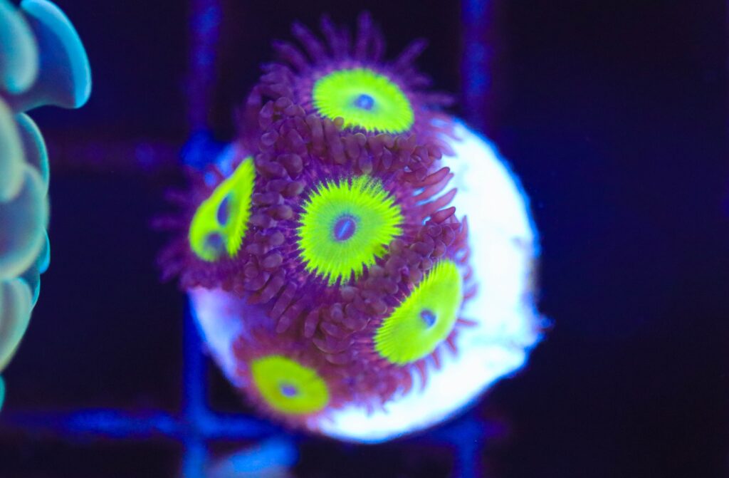 Frag Box Corals