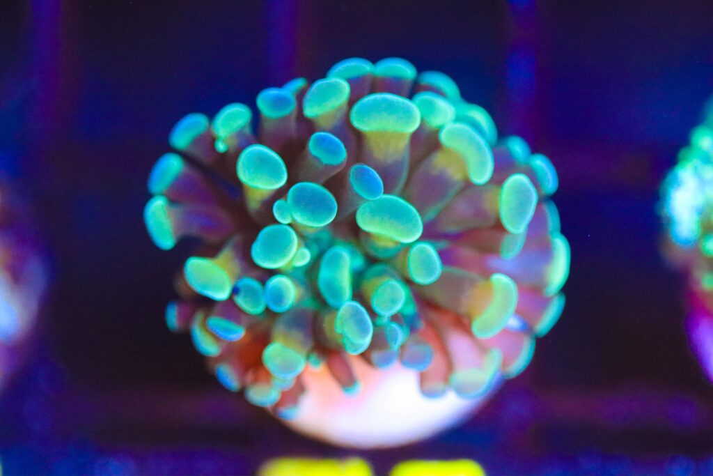 Frag Box Corals