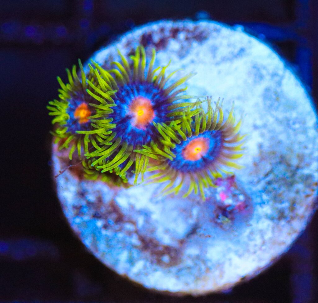 Frag Box Corals