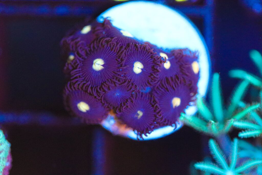 Frag Box Corals