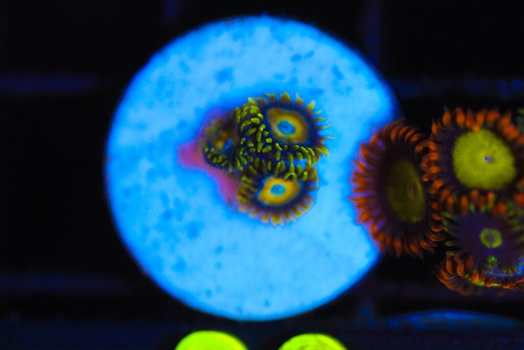 Frag Box Corals