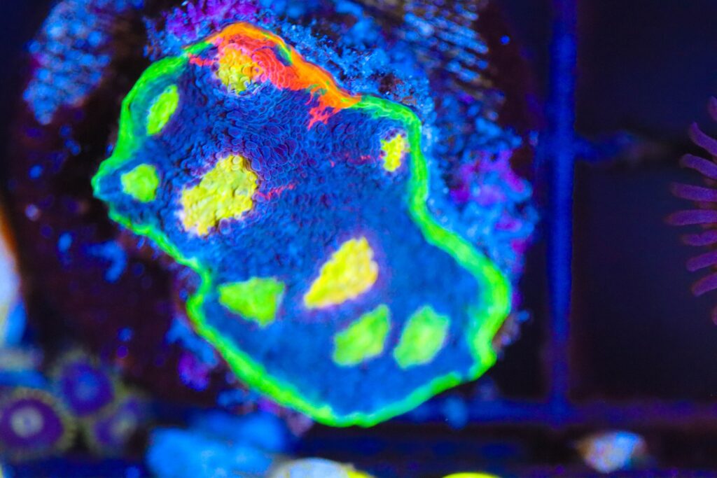 Frag Box Corals