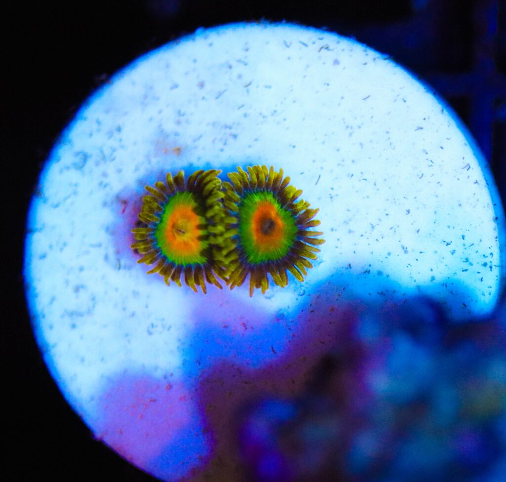 Frag Box Corals