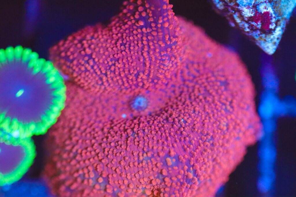 Frag Box Corals